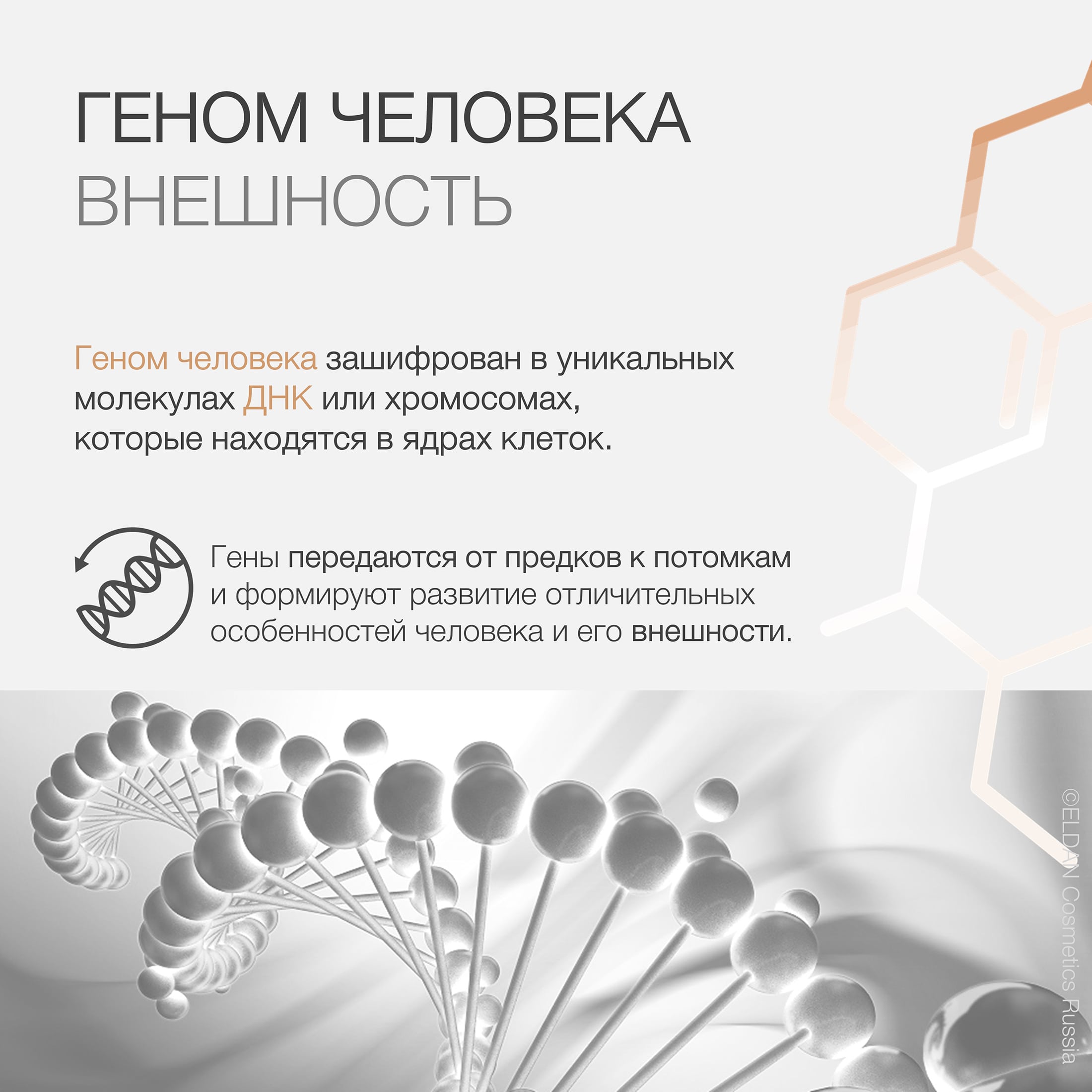 Пост генетика и кожа 2.jpg Пост генетика и кожа 2.jpg